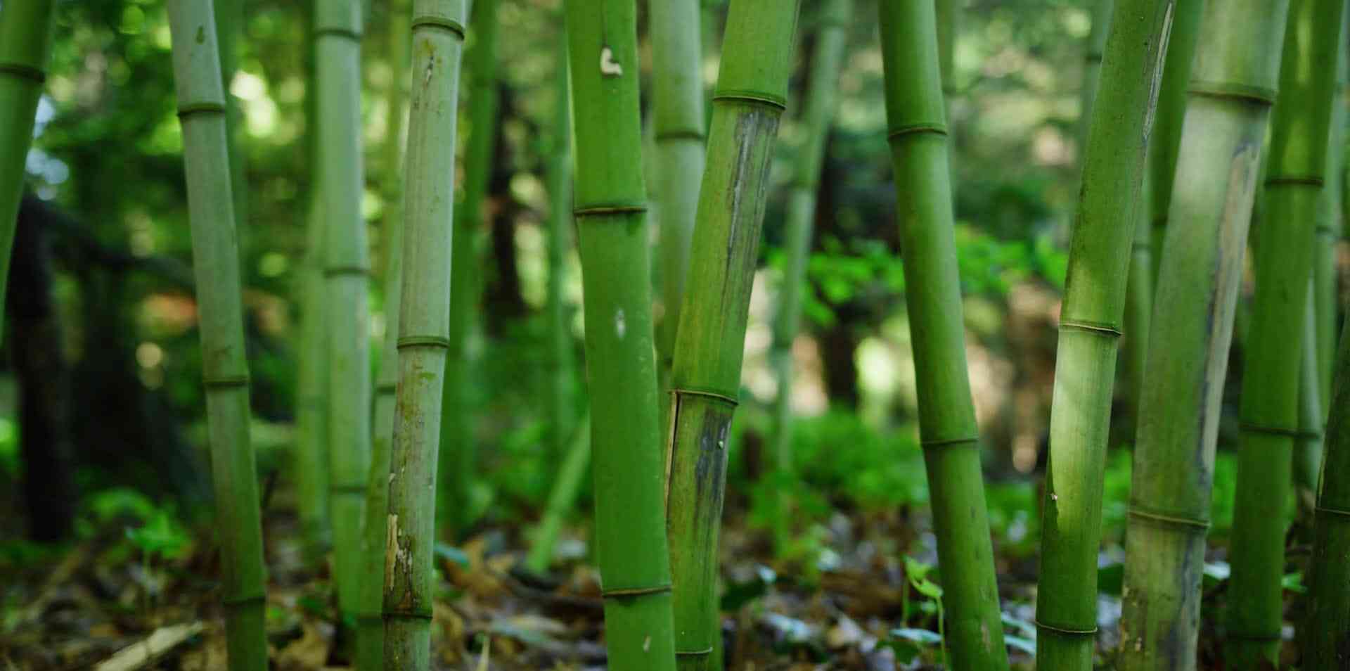The Humes Garden: Strength and Flexibility cover slide