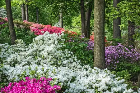 Anne Spencer's garden.