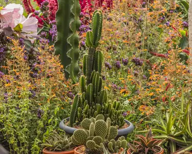 Anne Spencer's garden.