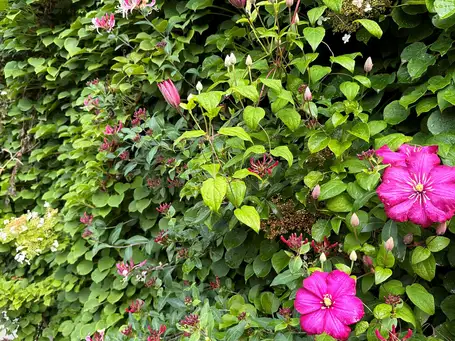 Saturday, June 14 Open Day at Foxglove - Sarah Patterson's Garden
