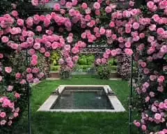 Saturday, June 14 Open Day at Enchanting Rose Garden