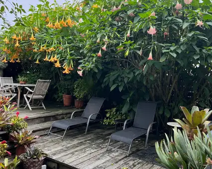 Saturday, May 30 Open Day at Garden of Michael Lemont and Steven Trifone