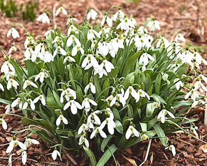 Saturday, Saturday, February 21 Open Day at Galanthia