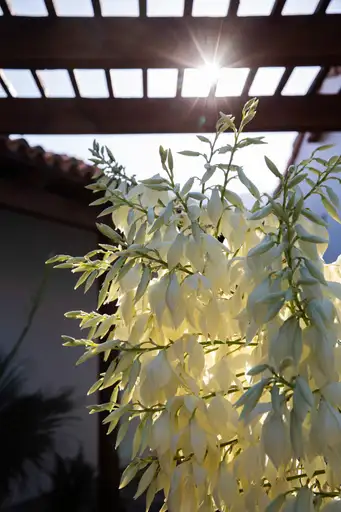 Saturday, March 21 Open Day at Villa Rosemarie