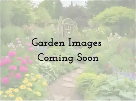 A Pocket Garden of Surprises
