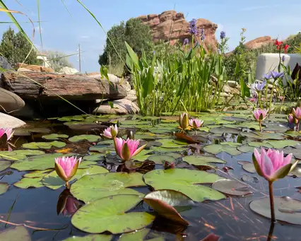 A Rocky Step Garden