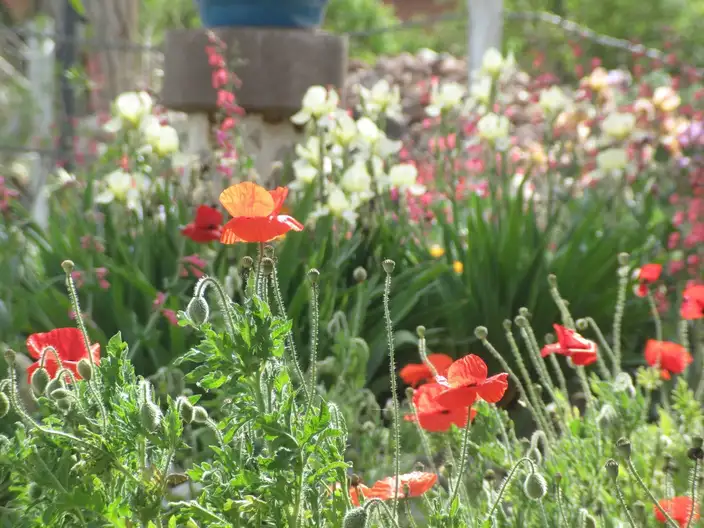 The Garden Conservancy Preservation Partner Garden