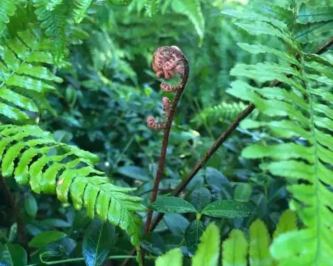 The Garden Conservancy Preservation Partner Garden