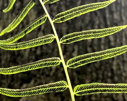 The Garden Conservancy Preservation Partner Garden