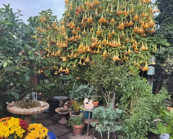 The Garden Conservancy Preservation Partner Garden