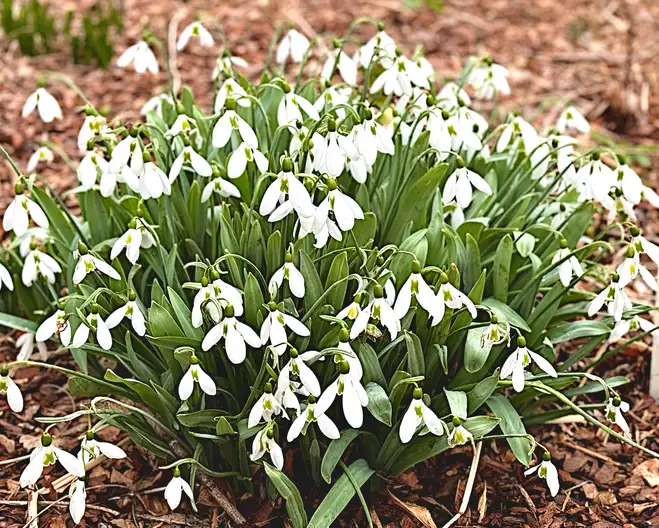 The Garden Conservancy Preservation Partner Garden