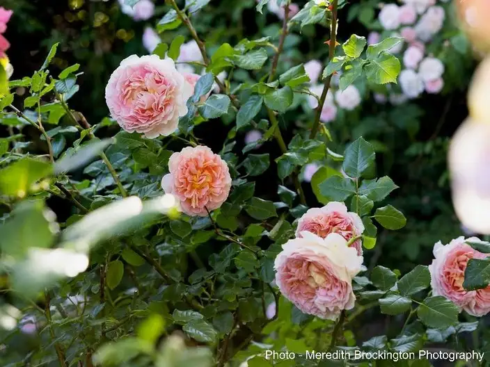 The Garden Conservancy Preservation Partner Garden