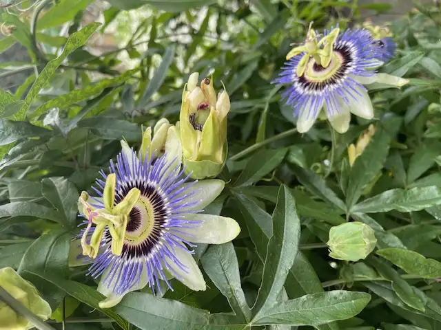 The Garden Conservancy Preservation Partner Garden