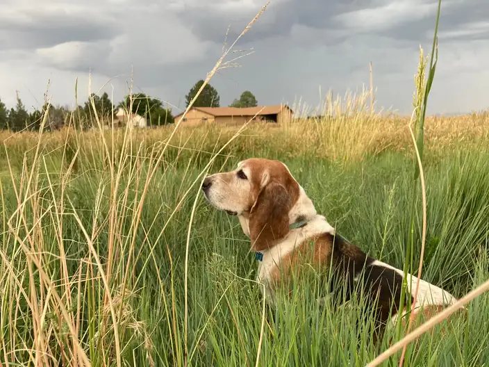 The Garden Conservancy Preservation Partner Garden