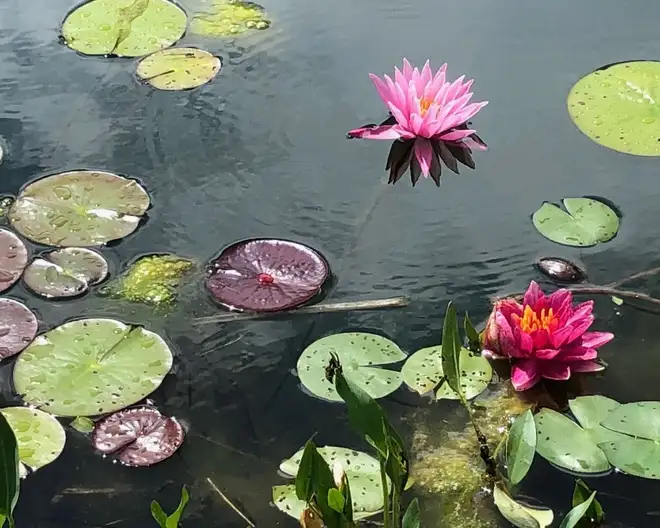 The Garden Conservancy Preservation Partner Garden