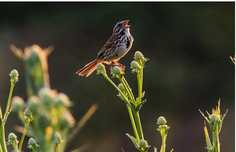 The Garden Conservancy Preservation Partner Garden