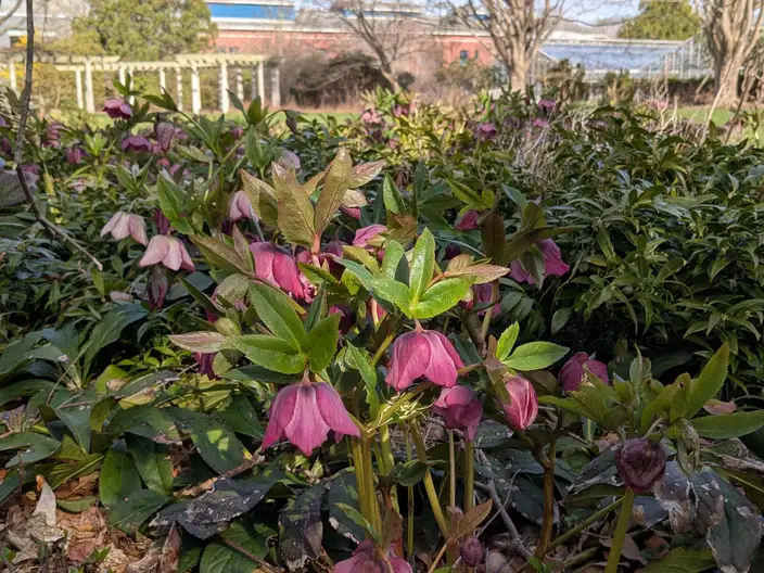 The Garden Conservancy Preservation Partner Garden