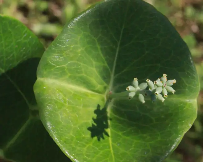 The Garden Conservancy Preservation Partner Garden