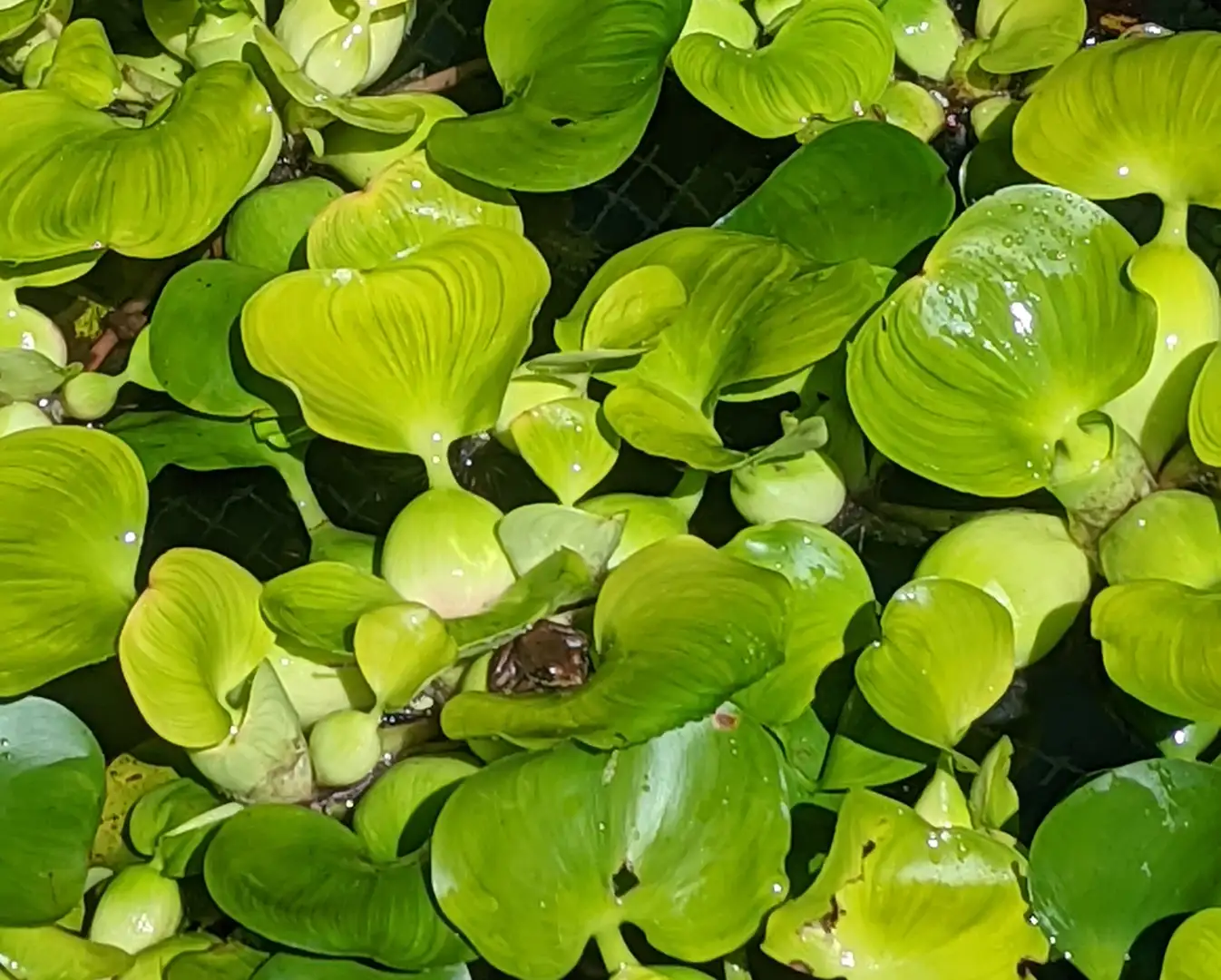 Saturday, July 12 Open Day at Versailles on Hudson