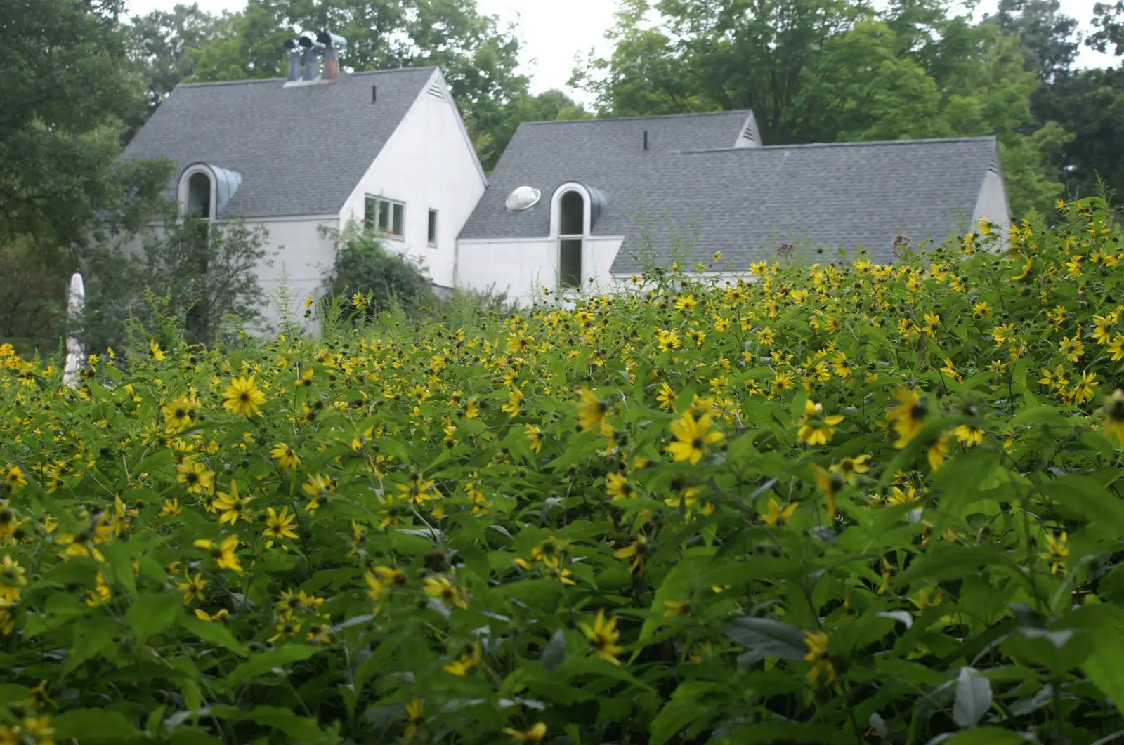 Digging Deeper: A Rose is Never Just a Rose–Plants in Community