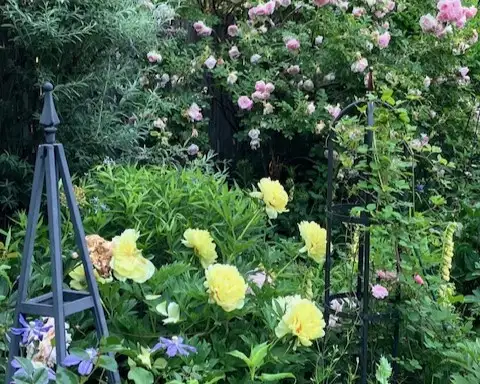 Saturday, June 13 Open Day at Culver's Garden