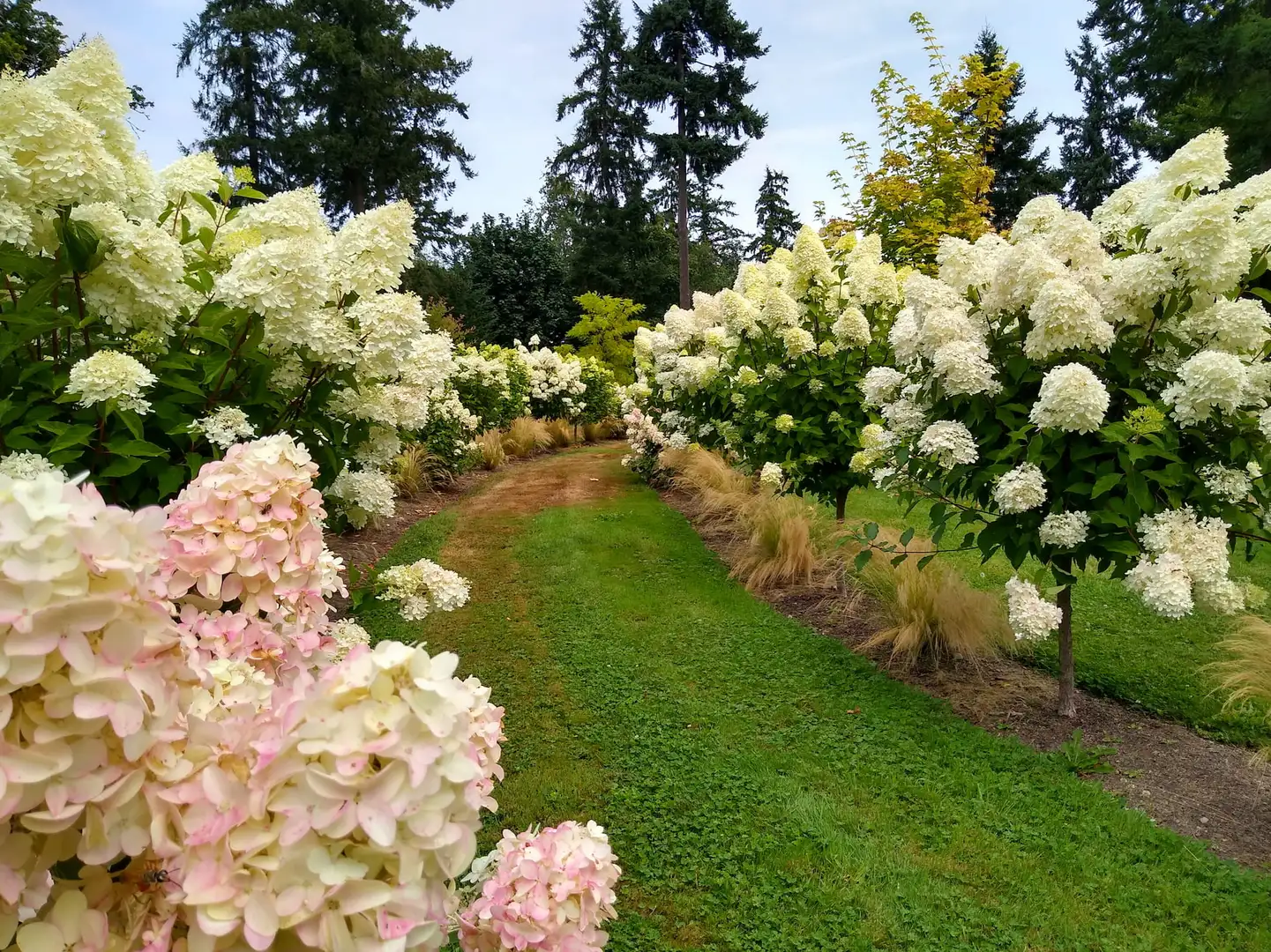 Sunday, June 28 Open Day at Froggsong Gardens