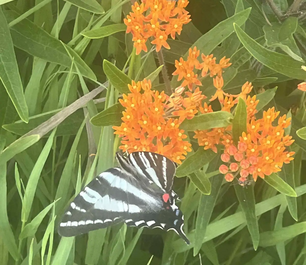 Saturday, July 11 Open Day at David Orthwein Garden