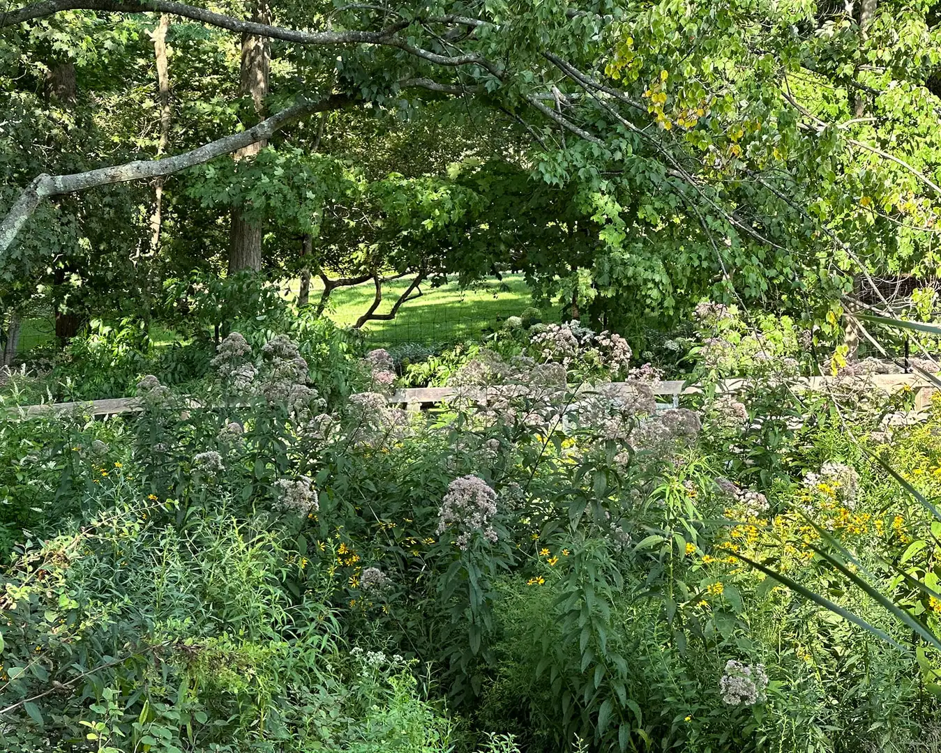 Saturday, July 18 Open Day at New Canaan Meadow